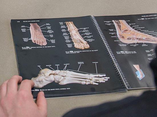 Student studying anatomy illustrations of the foot