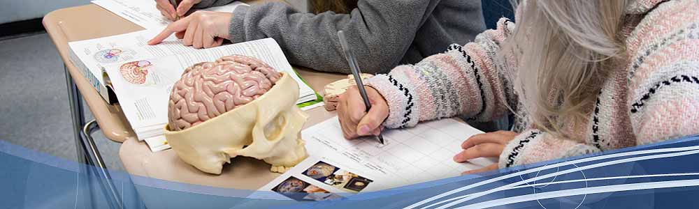 students at a desk reviewing a model of a human brain and a psychology textbook with brain illustrations