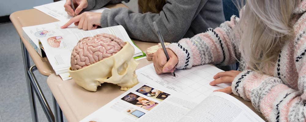 Students at a desk reviewing a model of a human brain and a psychology textbook with brain illustrations