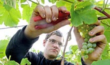 A student using clippers to remove grapes from a vine